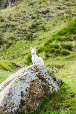 Jack Russell İtalyan Dolomites kendi yuvalarında marmots için avcılık