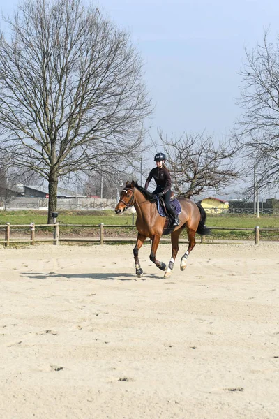 一连一节课在表演跳 注意骑手的位置和双肩 脚跟在一条直线上的对齐 这是完美平衡的同义词 注意骑手与马的同步性 — 图库照片