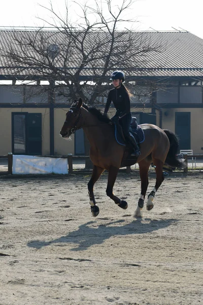 一连一节课在表演跳 注意骑手的位置和双肩 脚跟在一条直线上的对齐 这是完美平衡的同义词 注意骑手与马的同步性 — 图库照片