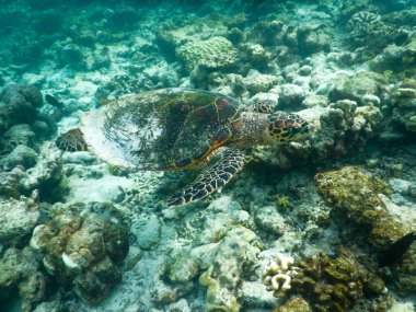 yiyecek arayan sakin ve huzurlu plankton arasında yüzer Maldivmercan resifi üzerinde deniz kaplumbağası