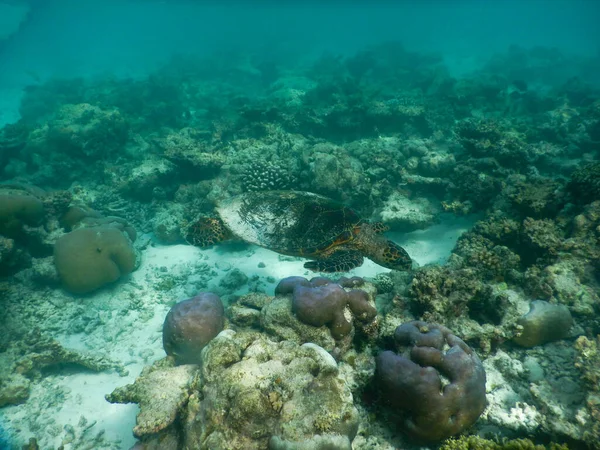 Havssköldpadda Maldiviska Korallrev Som Simmar Bland Placid Och Fredlig Plankton — Stockfoto