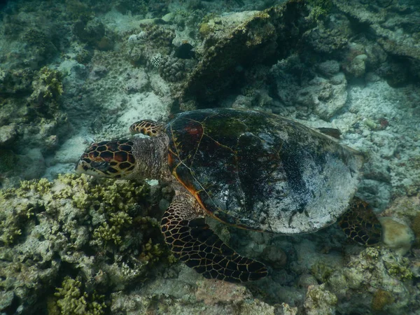 Морська Черепаха Мальдівських Коралових Рифів Плаває Серед Спокійних Мирних Планктону — стокове фото
