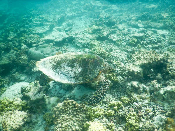 Морська Черепаха Мальдівських Коралових Рифів Плаває Серед Спокійних Мирних Планктону — стокове фото