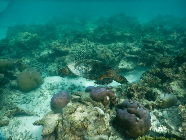 Tortuga Marina Arrecife Coral Maldivas Que Nada Entre Plácido Pacífico Fotos De Stock