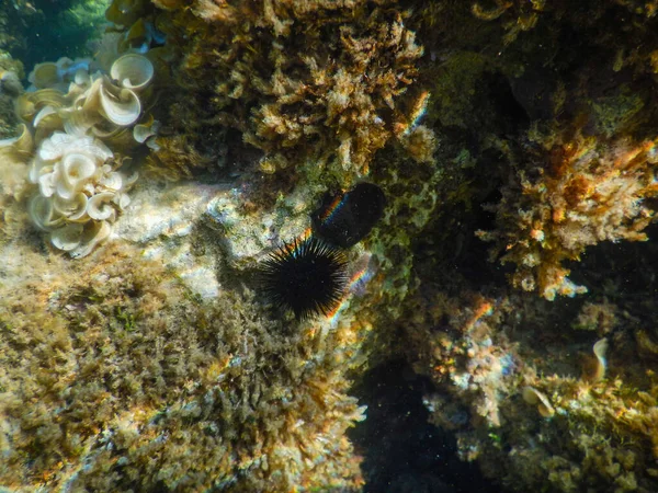 Морський Урчин Освітлений Підводною Веселкою — стокове фото