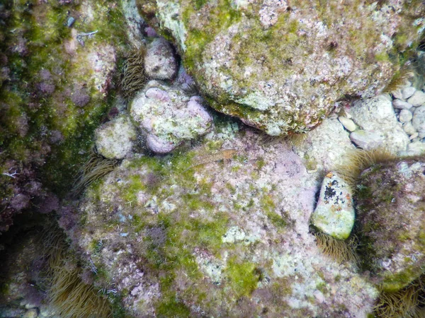 Zingaroの海底保護区の水中ビュー — ストック写真