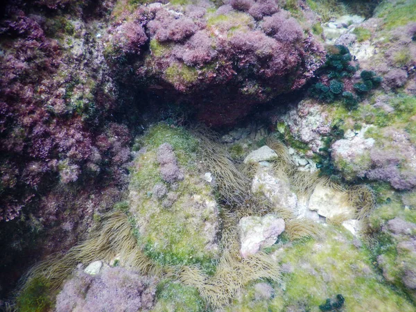 Підводний Вид Дно Морського Дна Заповідника Цінгаро — стокове фото