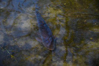 Yapay havuzda balık.