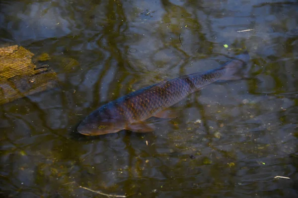 Ikan Dalam Kolam Buatan — Stok Foto