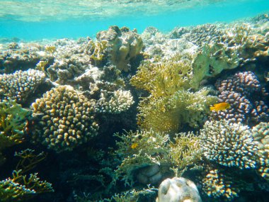 Tropikal sualtı yaşamı ve mercan resifinin muhteşem manzarası