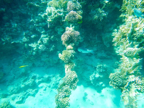 Velkolepý Výhled Tropický Podmořský Život Korálové Útesy — Stock fotografie