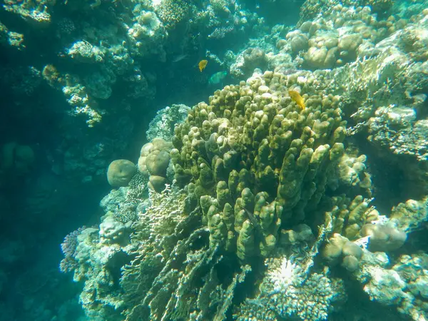 Velkolepý Výhled Tropický Podmořský Život Korálové Útesy — Stock fotografie