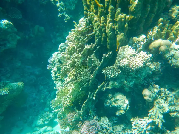 熱帯の水中生活とサンゴ礁の壮大な景色 — ストック写真