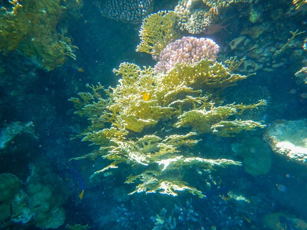 Látványos Kilátás Nyílik Trópusi Víz Alatti Élet Korallzátony — Stock Fotó