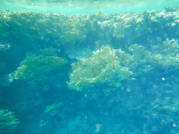Захватывающий Вид Тропическую Подводную Жизнь — стоковое фото