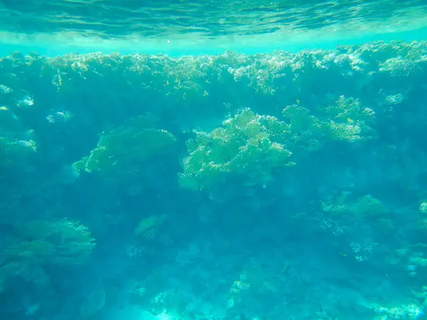 Вражаючі Краєвиди Тропічного Підводного Життя — стокове фото