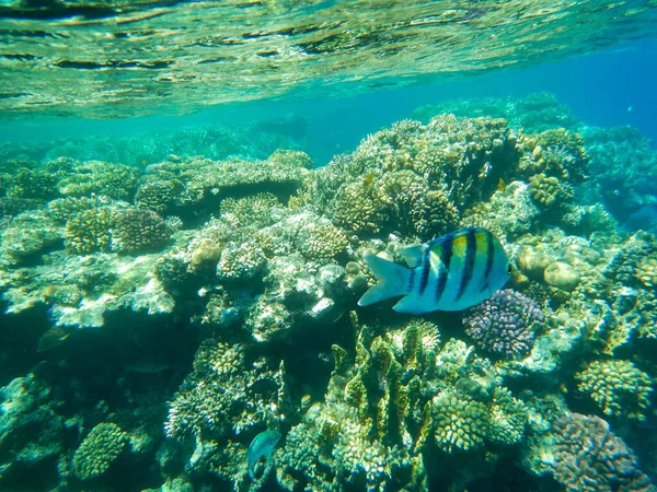 Tropikal sualtı yaşamının muhteşem manzarası