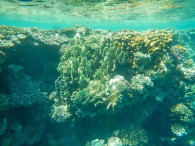 Denizle temasta olan serbest dalış, manipülasyon yok.