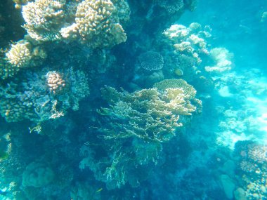 Denizle temasta olan serbest dalış, manipülasyon yok.