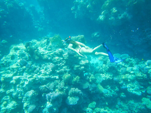 coral reef in the red sea, real unretouched image