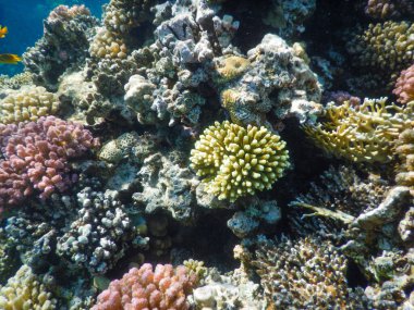 Kızıl Deniz mercan resiflerinin muhteşem sualtı manzarası ve muhteşem renkleri.