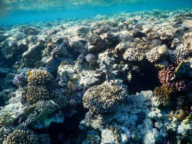 Kızıl Deniz mercan resiflerinin muhteşem sualtı manzarası ve muhteşem renkleri.
