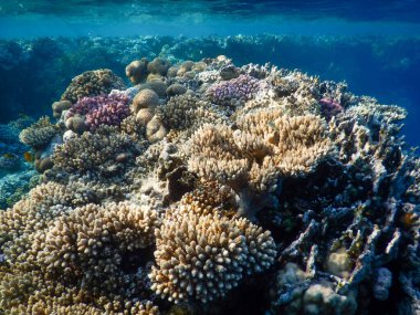 Kızıl Deniz mercan resiflerinin muhteşem sualtı manzarası ve muhteşem renkleri.