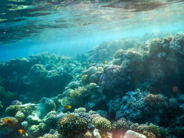 Kızıl Deniz mercan resiflerinin muhteşem sualtı manzarası ve muhteşem renkleri.