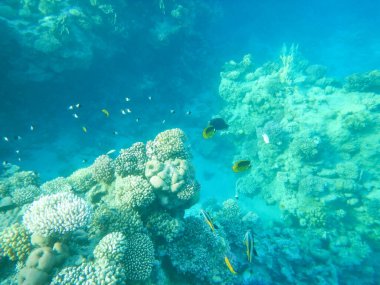 Kızıl Deniz mercan resiflerinin muhteşem sualtı manzarası ve muhteşem renkleri.