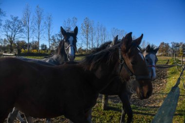 İki yaşındaki bir grup tay hiçbir kısıtlama olmadan birlikte büyümek için serbest bırakıldı.