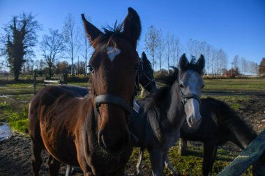 İki yaşındaki bir grup tay hiçbir kısıtlama olmadan birlikte büyümek için serbest bırakıldı.