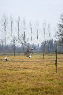 Leylekler hep birlikte havalanır.