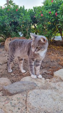 Kedi gerçek bir manken gibi poz veriyor - kedi tamamen tembellikten hoşlanıyor - kedi gerçek bir avcı gibi avlanıyor.