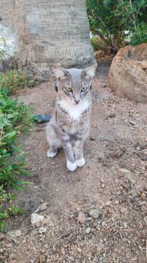 Kedi gerçek bir manken gibi poz veriyor - kedi tamamen tembellikten hoşlanıyor - kedi gerçek bir avcı gibi avlanıyor.