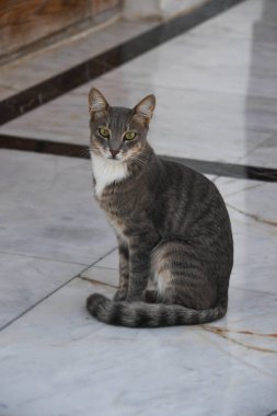 Kedi gerçek bir manken gibi poz veriyor - kedi tamamen tembellikten hoşlanıyor - kedi gerçek bir avcı gibi avlanıyor.