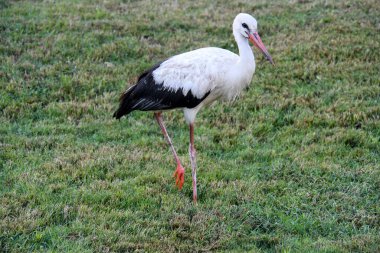 Leylekler halka açık bir bahçede özgürce dolaşır