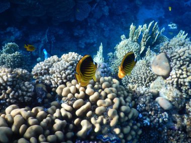 Mercan resifinin muhteşem sualtı manzarası ve muhteşem renkleri.
