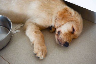 Çok oynadıktan sonra Golden Retriever köpeği.