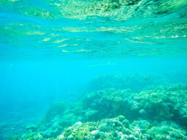 Barakuda av arıyor ama biz daha büyüğüz.