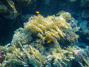 Yaşayan mercan resiflerinin Kızıldeniz ihtişamı