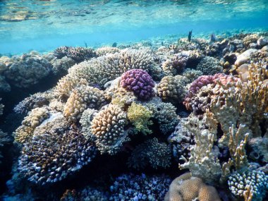 Red Sea wonderful underwater view of the coral reef and its life in its magnificent colors clipart