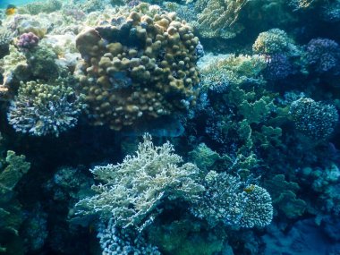 Kızıl Deniz mercan resiflerinin muhteşem sualtı manzarası ve muhteşem renkleri ve taş bir balık.