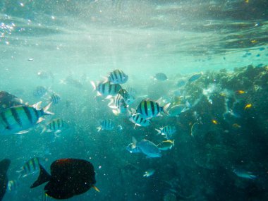 Balık sürüsü varlığımızla çıldırdı.