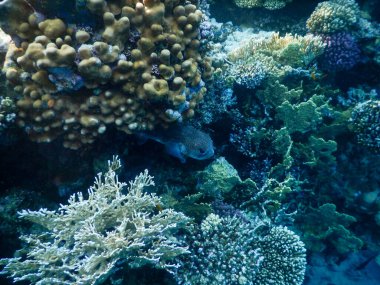 Kızıl Deniz mercan resiflerinin muhteşem sualtı manzarası ve muhteşem renkleri ve taş bir balık.