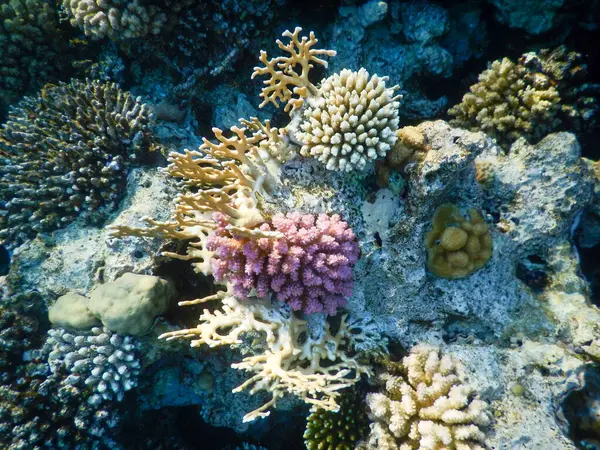 stock image Red Sea wonderful underwater view of the coral reef and its life in its magnificent colors