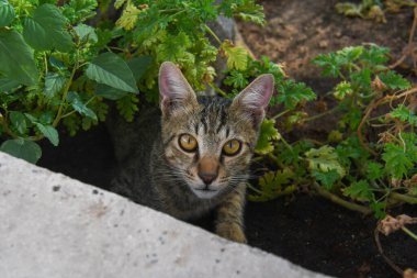 Kedi gerçek bir model gibi poz veriyor.