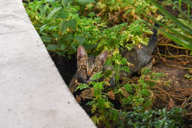 Kedi gerçek bir model gibi poz veriyor.