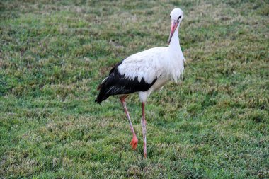 Leylekler hep birlikte havalanır.