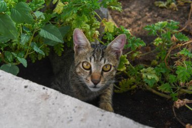 Kedi gerçek bir model gibi poz veriyor.