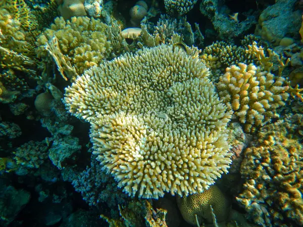 stock image Red Sea wonderful underwater view of the coral reef and its life in its magnificent colors